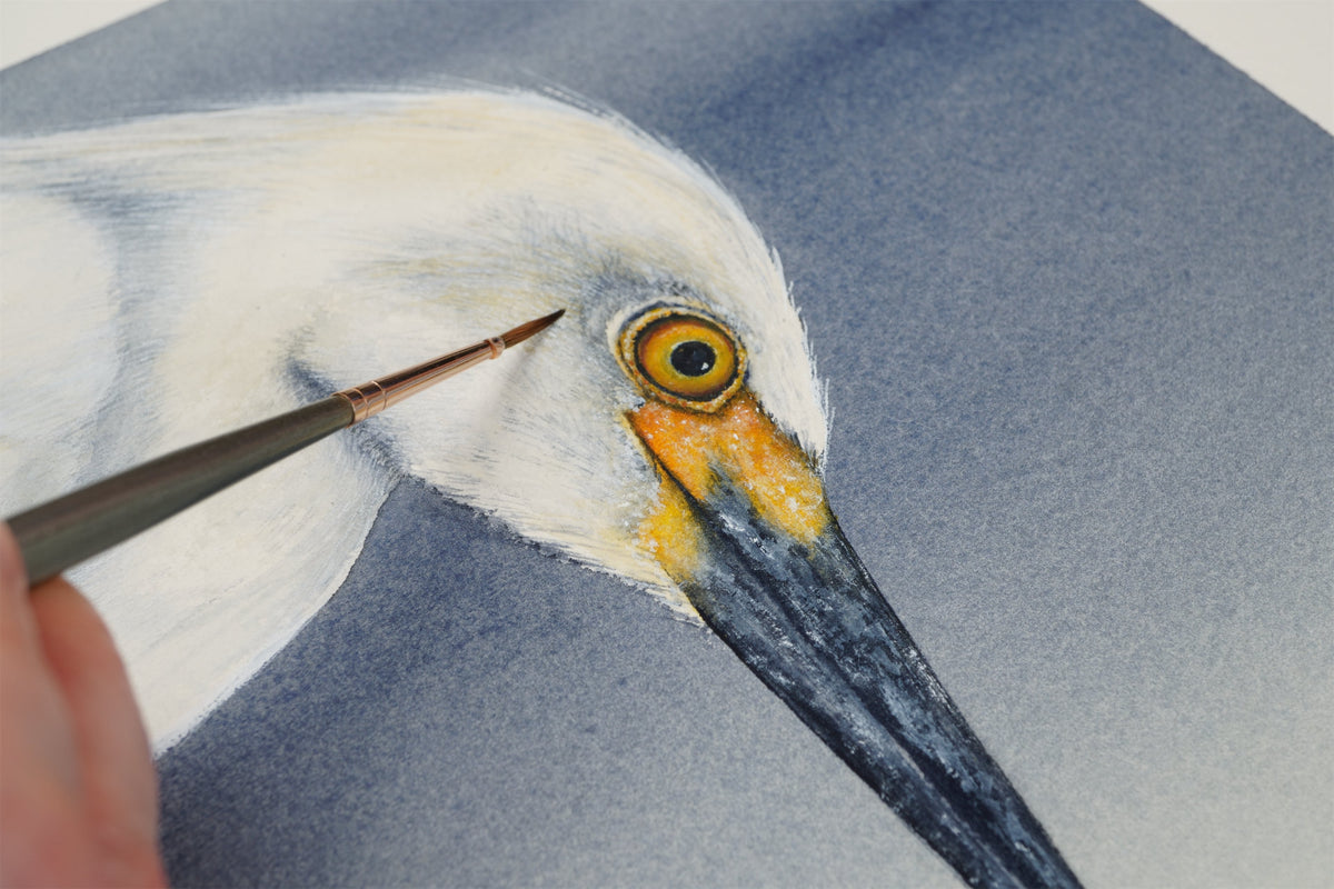 Fine brush applying intricate M. Graham watercolour pigments on a painting of a snowy egret. An image from Haidi Hildemore's studio.