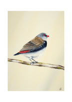 Diamond Firetail - Stopped for a Moment, contemporary watercolour bird by Haidi Hildemore. Digital preview of the limited edition print.