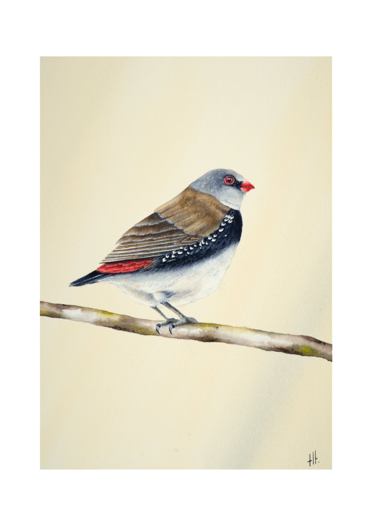 Diamond Firetail - Stopped for a Moment, contemporary watercolour bird by Haidi Hildemore. Digital preview of the limited edition print.