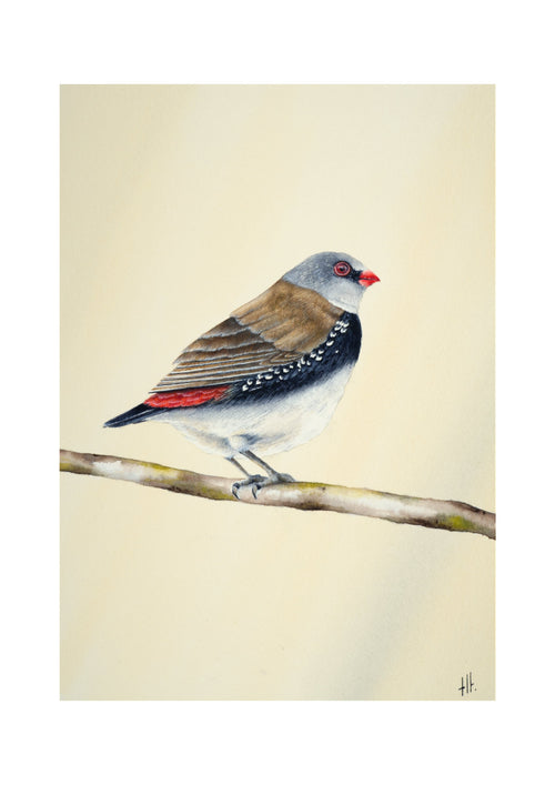 Diamond Firetail - Stopped for a Moment, contemporary watercolour bird by Haidi Hildemore. Digital preview of the limited edition print.
