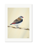 Diamond Firetail - Stopped for a Moment, contemporary watercolour bird by Haidi Hildemore. A limited edition print on Hahnemühle German Etching, unframed with a white border.