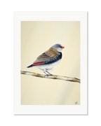 Diamond Firetail - Stopped for a Moment, contemporary watercolour bird by Haidi Hildemore. A limited edition print on Hahnemühle German Etching, unframed with a white border.