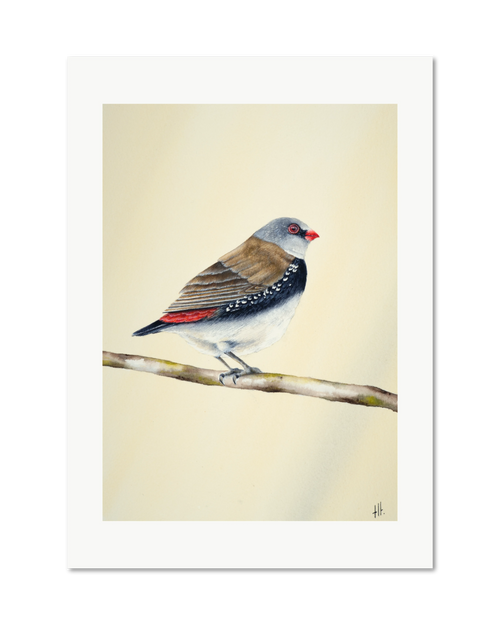 Diamond Firetail - Stopped for a Moment, contemporary watercolour bird by Haidi Hildemore. A limited edition print on Hahnemühle German Etching, unframed with a white border.