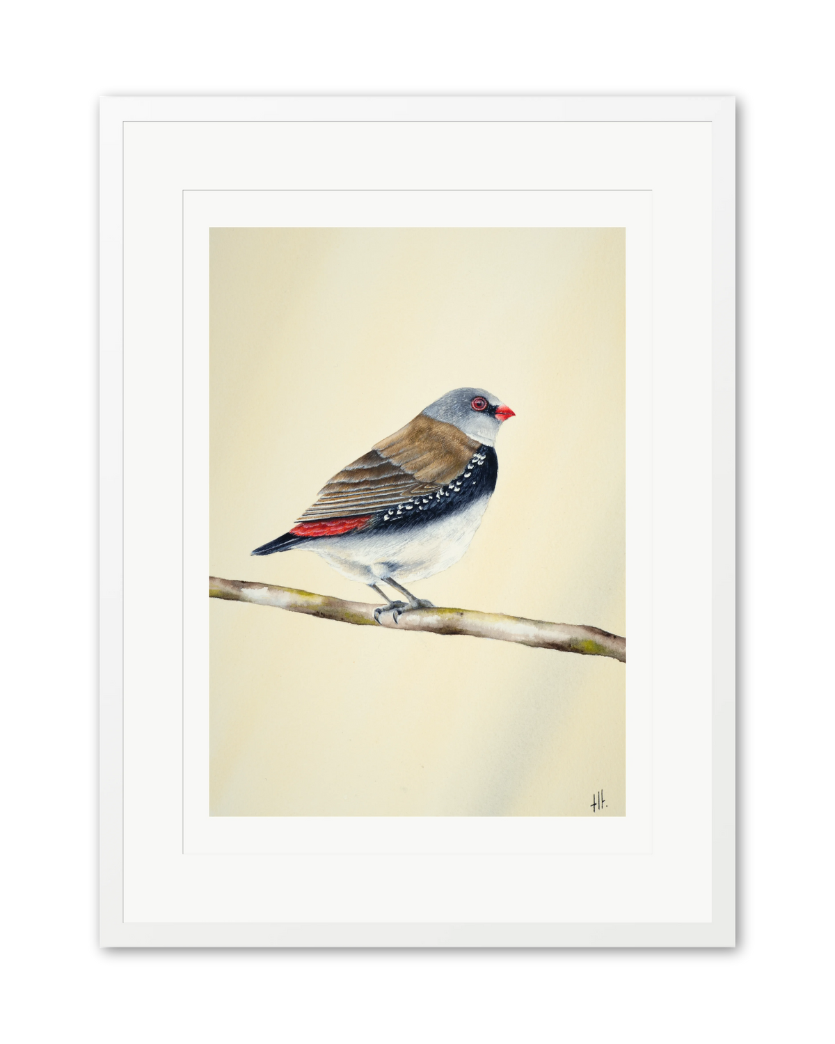 Diamond Firetail - Stopped for a Moment, contemporary watercolour bird by Haidi Hildemore. A limited edition print on Hahnemühle German Etching, window mounted in a white frame.