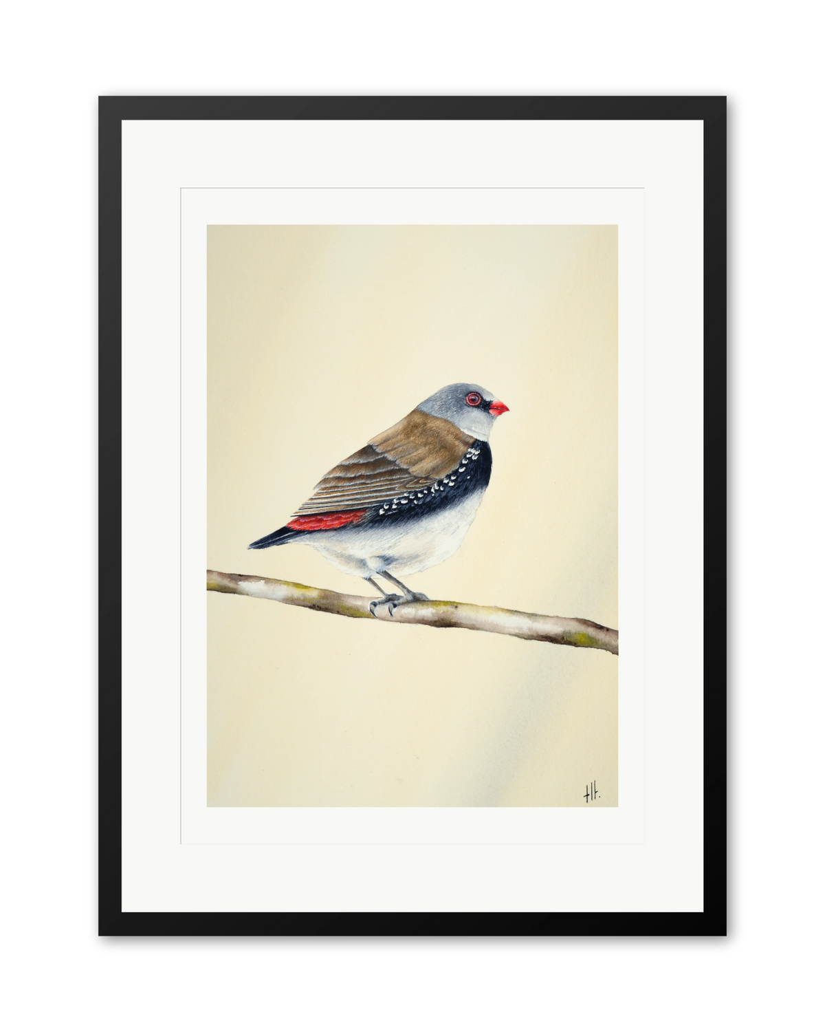 Diamond Firetail - Stopped for a Moment, contemporary watercolour bird by Haidi Hildemore. A limited edition print on Hahnemühle German Etching, window mounted in a black frame.