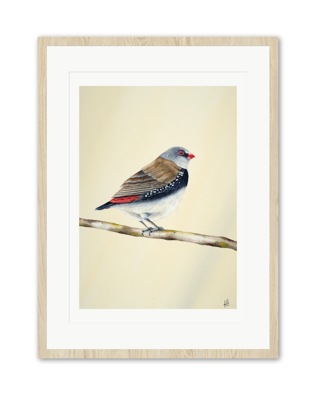 Diamond Firetail - Stopped for a Moment, contemporary watercolour bird by Haidi Hildemore. A limited edition print on Hahnemühle German Etching, window mounted in an oak frame.