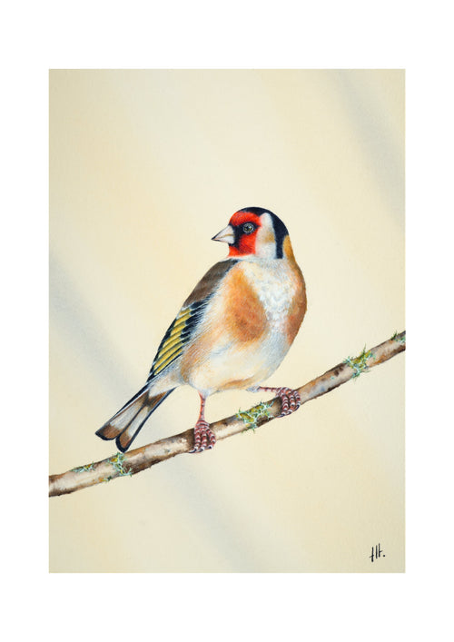 Goldfinch - In the Morning Light, contemporary watercolour bird by Haidi Hildemore. Digital preview of the limited edition print.