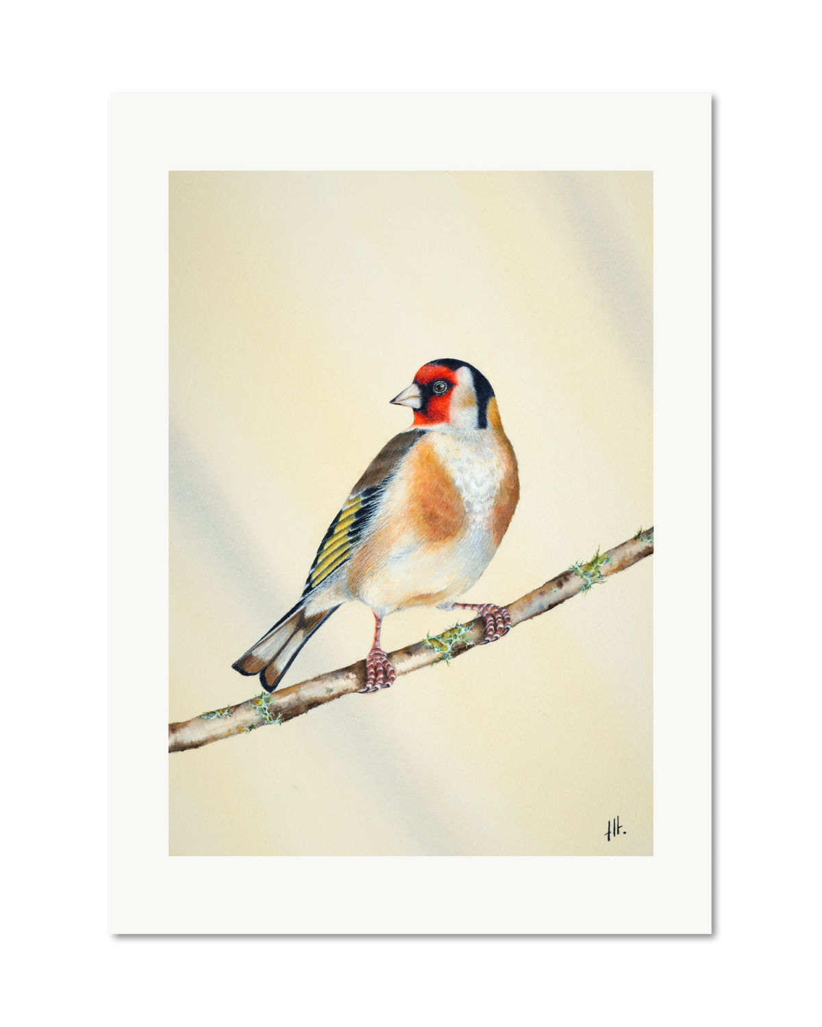 Goldfinch - In the Morning Light, contemporary watercolour bird by Haidi Hildemore. A limited edition print on Hahnemühle German Etching, unframed with a white border.