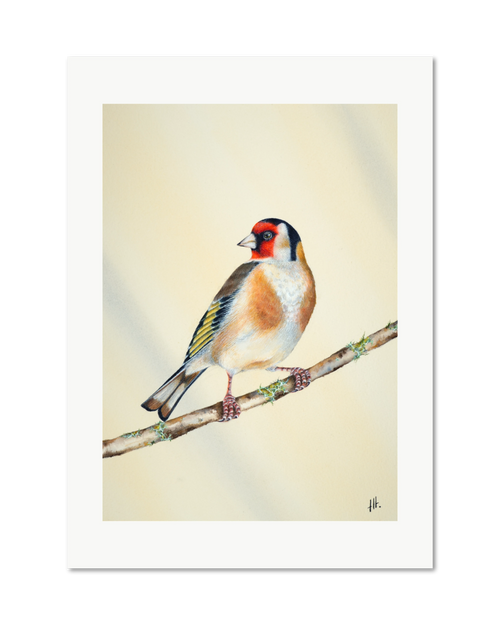 Goldfinch - In the Morning Light, contemporary watercolour bird by Haidi Hildemore. A limited edition print on Hahnemühle German Etching, unframed with a white border.