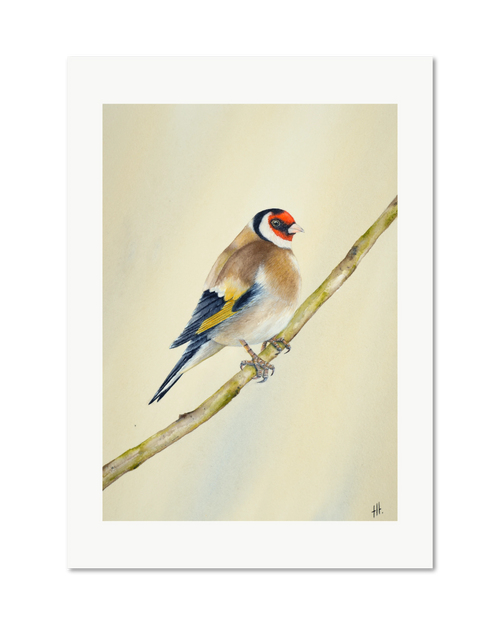 Goldfinch - Seconds of Reflection, contemporary watercolour bird by Haidi Hildemore. A limited edition print on Hahnemühle German Etching, unframed with a white border.