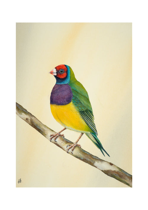 Gouldian Finch - Colours of Tropical Savanna, contemporary watercolour bird by Haidi Hildemore. Digital preview of the limited edition print.