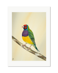 Gouldian Finch - Colours of Tropical Savanna, contemporary watercolour bird by Haidi Hildemore. A limited edition print on Hahnemühle German Etching, unframed with a white border.