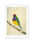 Gouldian Finch - Colours of Tropical Savanna, contemporary watercolour bird by Haidi Hildemore. A limited edition print on Hahnemühle German Etching, unframed with a white border.
