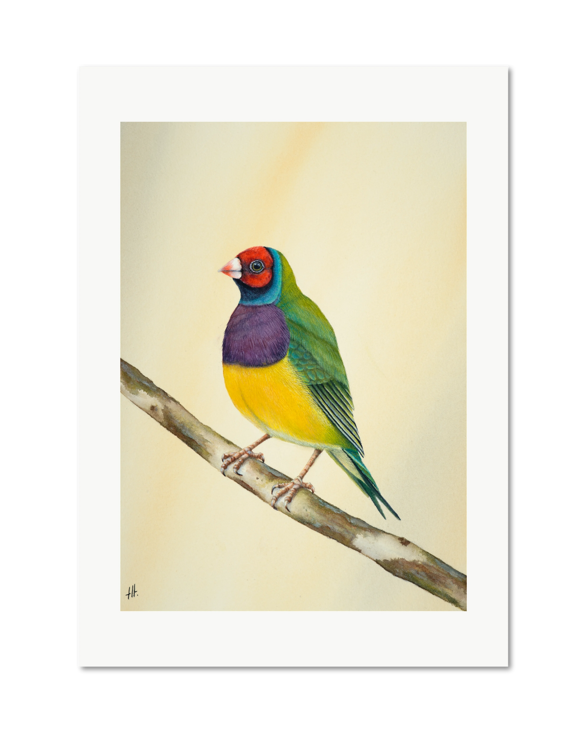 Gouldian Finch - Colours of Tropical Savanna, contemporary watercolour bird by Haidi Hildemore. A limited edition print on Hahnemühle German Etching, unframed with a white border.