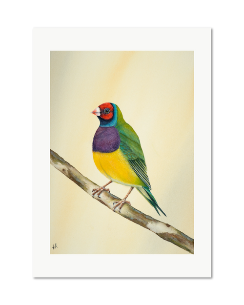 Gouldian Finch - Colours of Tropical Savanna, contemporary watercolour bird by Haidi Hildemore. A limited edition print on Hahnemühle German Etching, unframed with a white border.