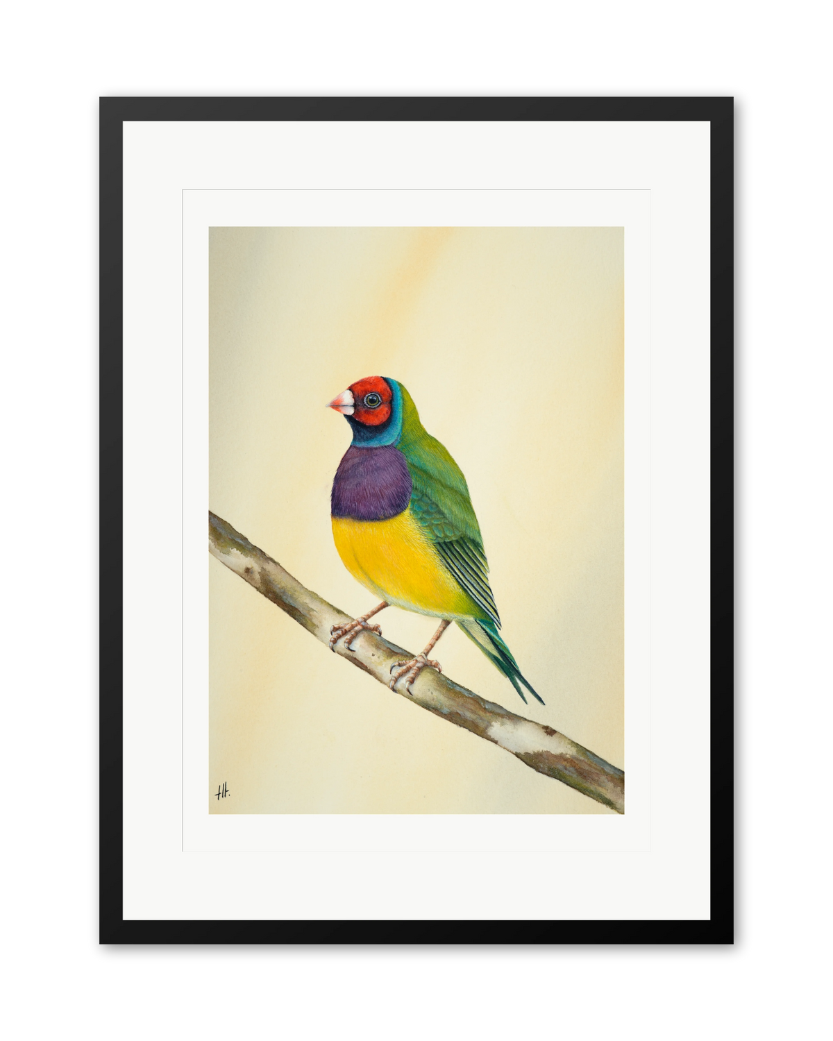 Gouldian Finch - Colours of Tropical Savanna, contemporary watercolour bird by Haidi Hildemore. A limited edition print on Hahnemühle German Etching, window mounted in a black frame.