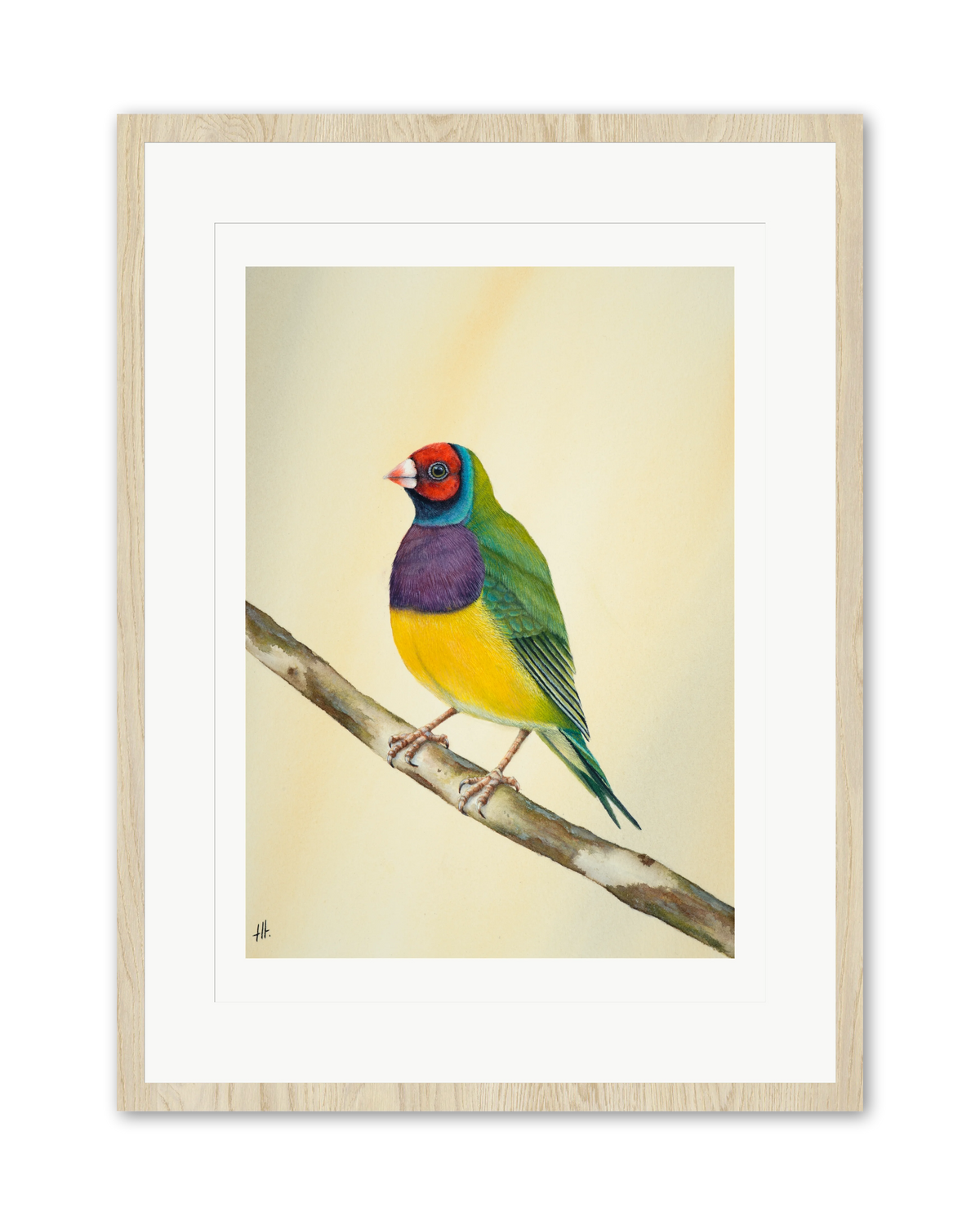 Gouldian Finch - Colours of Tropical Savanna, contemporary watercolour bird by Haidi Hildemore. A limited edition print on Hahnemühle German Etching, window mounted in an oak frame.