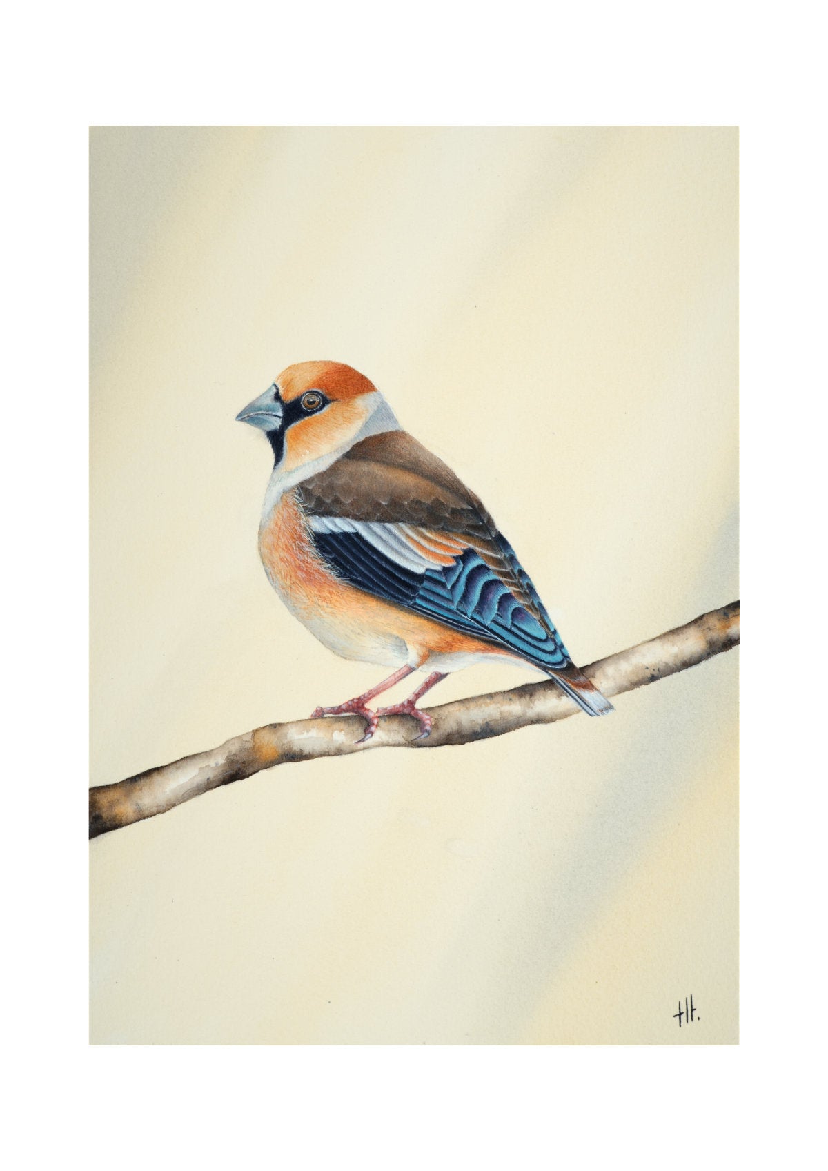 Hawfinch - Still Alone, contemporary watercolour bird by Haidi Hildemore. Digital preview of the limited edition print.