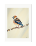 Hawfinch - Still Alone, contemporary watercolour bird by Haidi Hildemore. A limited edition print on Hahnemühle German Etching, unframed with a white border.