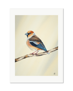 Hawfinch - Still Alone, contemporary watercolour bird by Haidi Hildemore. A limited edition print on Hahnemühle German Etching, unframed with a white border.