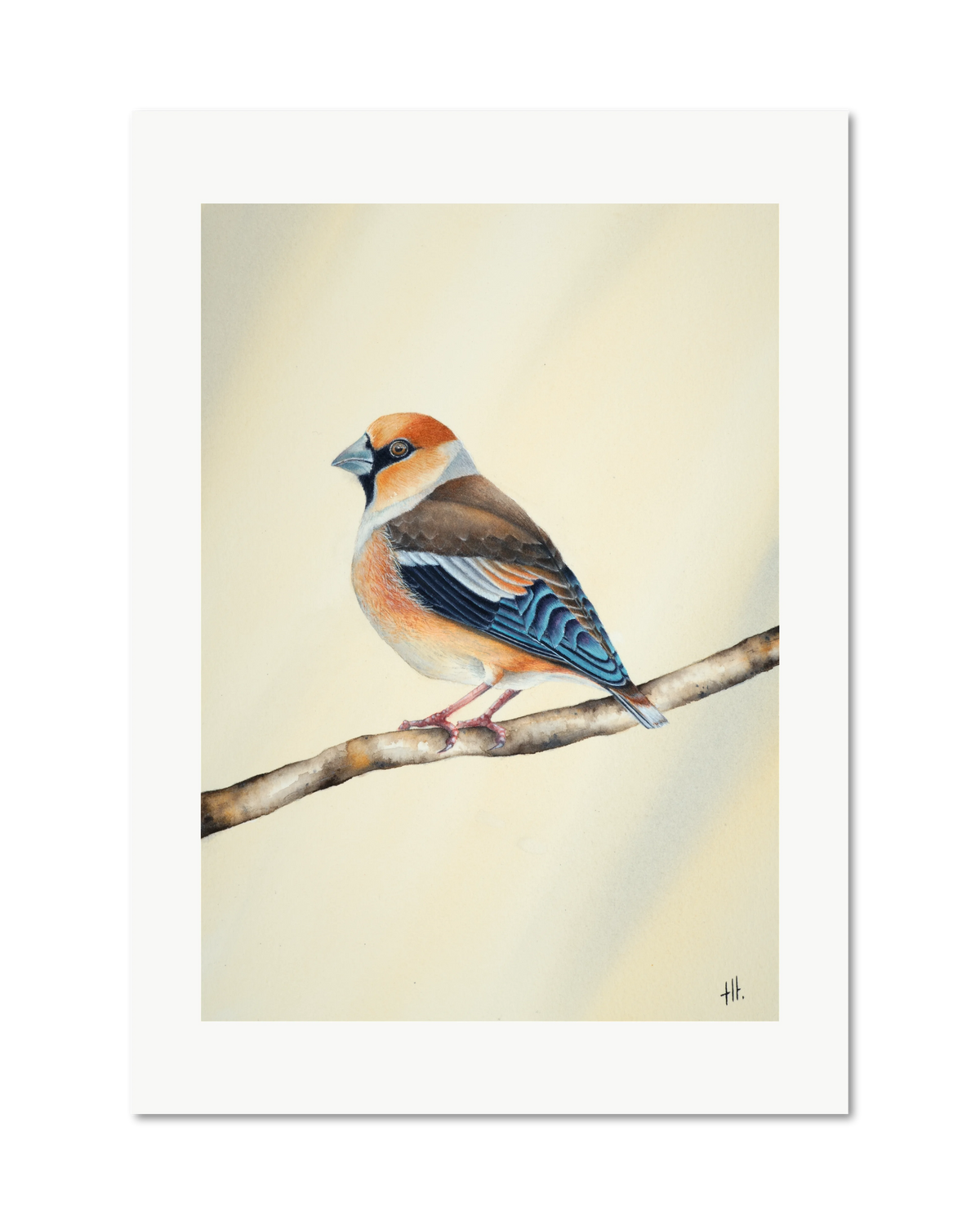Hawfinch - Still Alone, contemporary watercolour bird by Haidi Hildemore. A limited edition print on Hahnemühle German Etching, unframed with a white border.