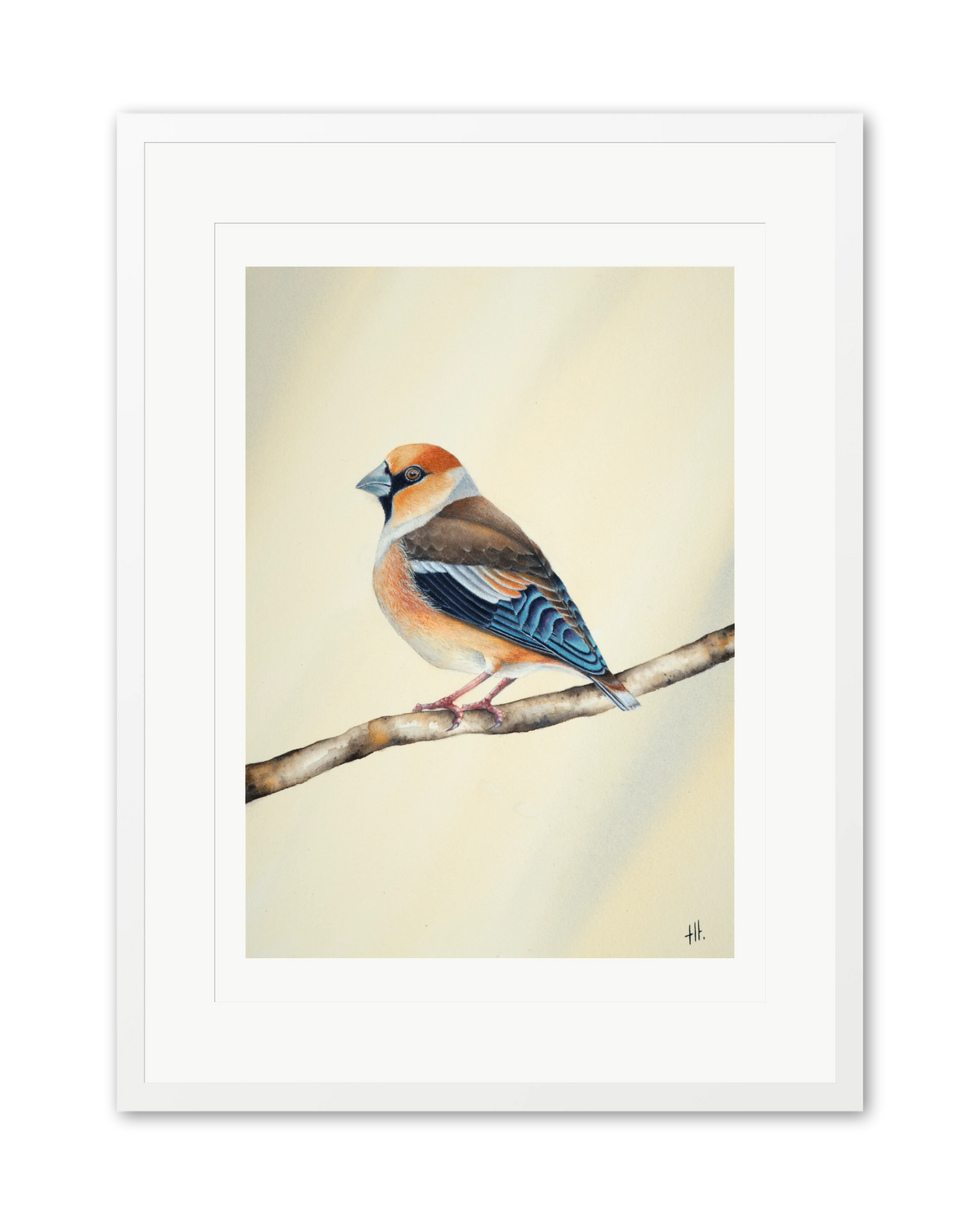 Hawfinch - Still Alone, contemporary watercolour bird by Haidi Hildemore. A limited edition print on Hahnemühle German Etching, window mounted in a white frame.