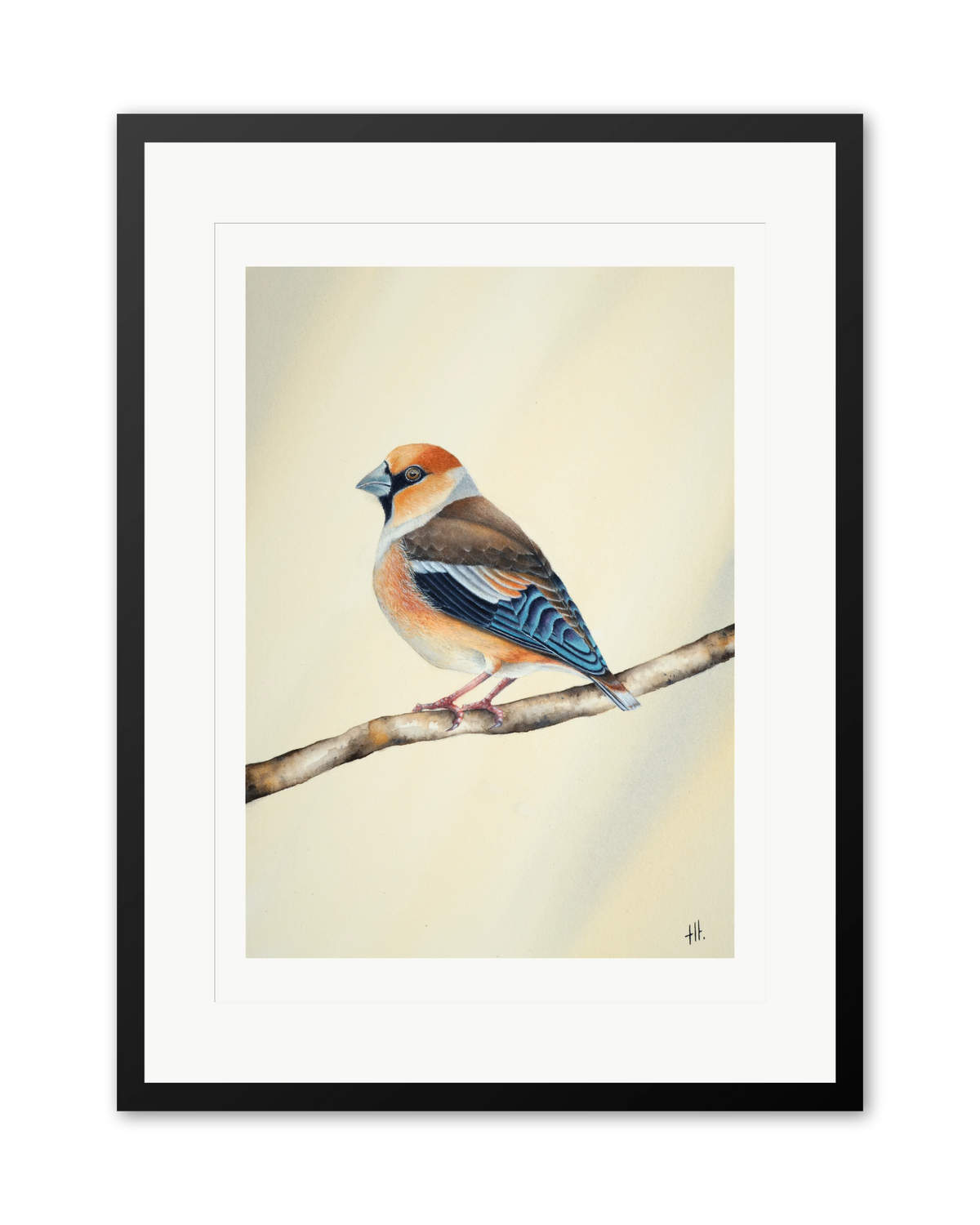 Hawfinch - Still Alone, contemporary watercolour bird by Haidi Hildemore. A limited edition print on Hahnemühle German Etching, window mounted in a black frame.