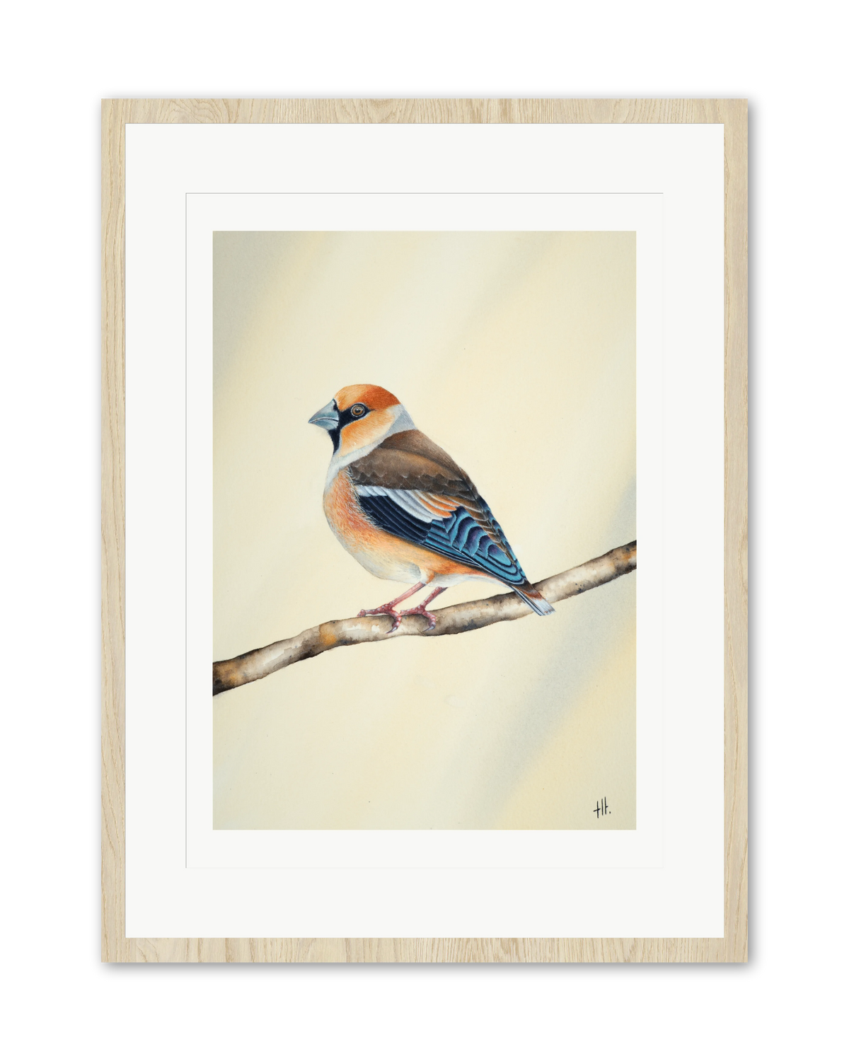 Hawfinch - Still Alone, contemporary watercolour bird by Haidi Hildemore. A limited edition print on Hahnemühle German Etching, window mounted in an oak frame.