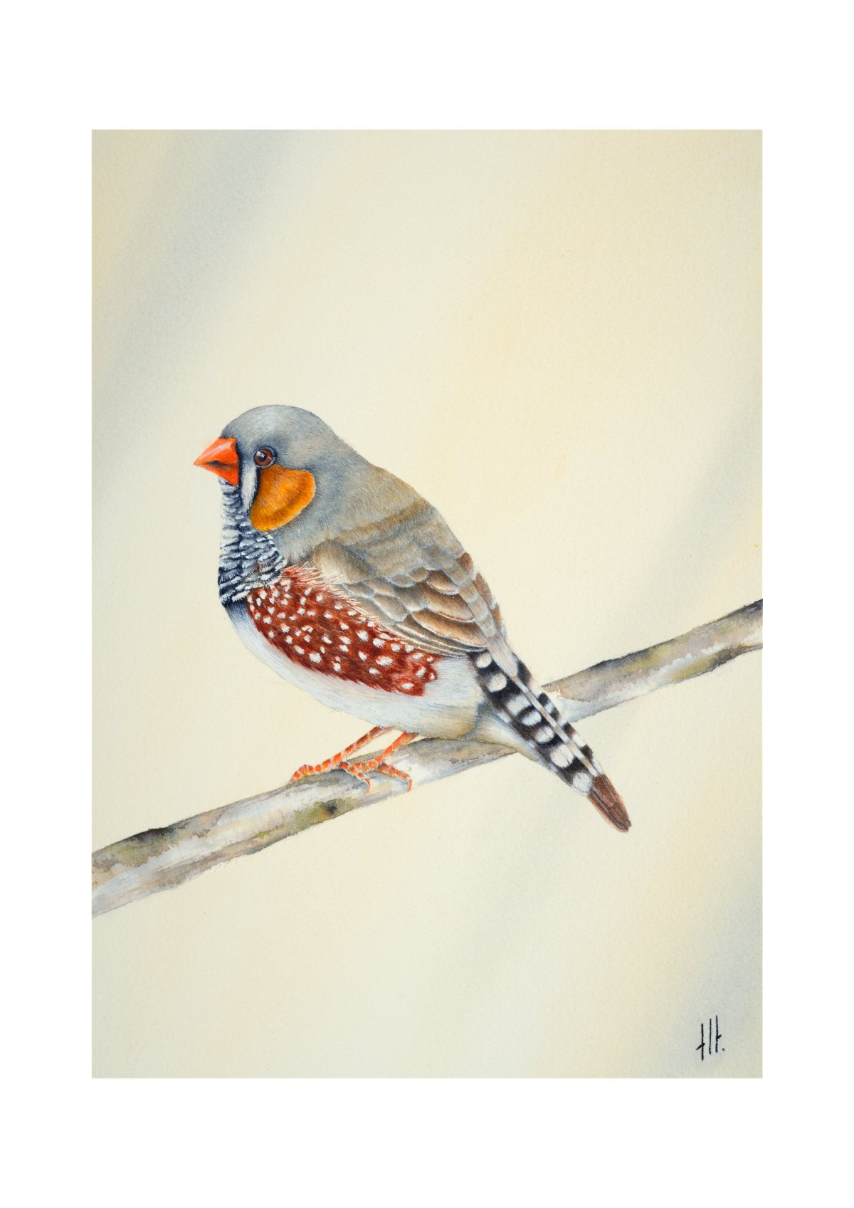 Zebra Finch - Little Soul from the Outback, contemporary watercolour bird by Haidi Hildemore. Digital preview of the limited edition print.