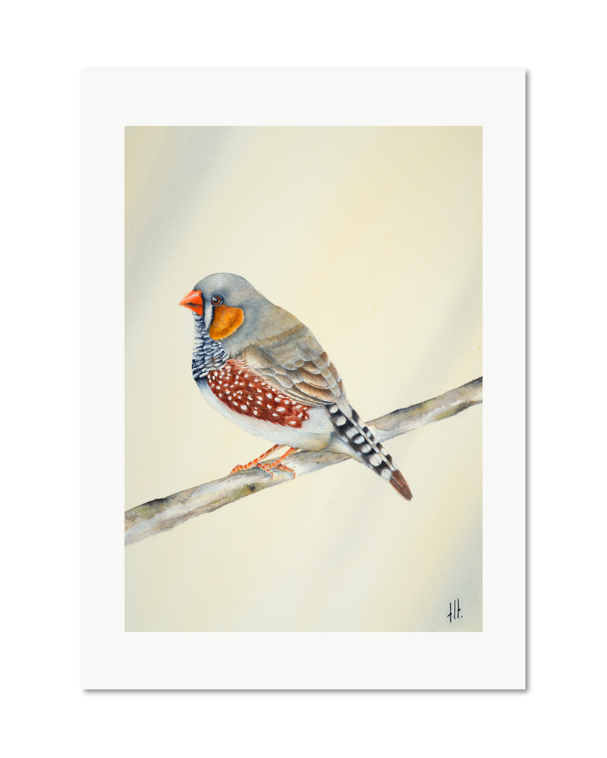 Zebra Finch - Little Soul from the Outback, contemporary watercolour bird by Haidi Hildemore. A limited edition print on Hahnemühle German Etching, unframed with a white border.