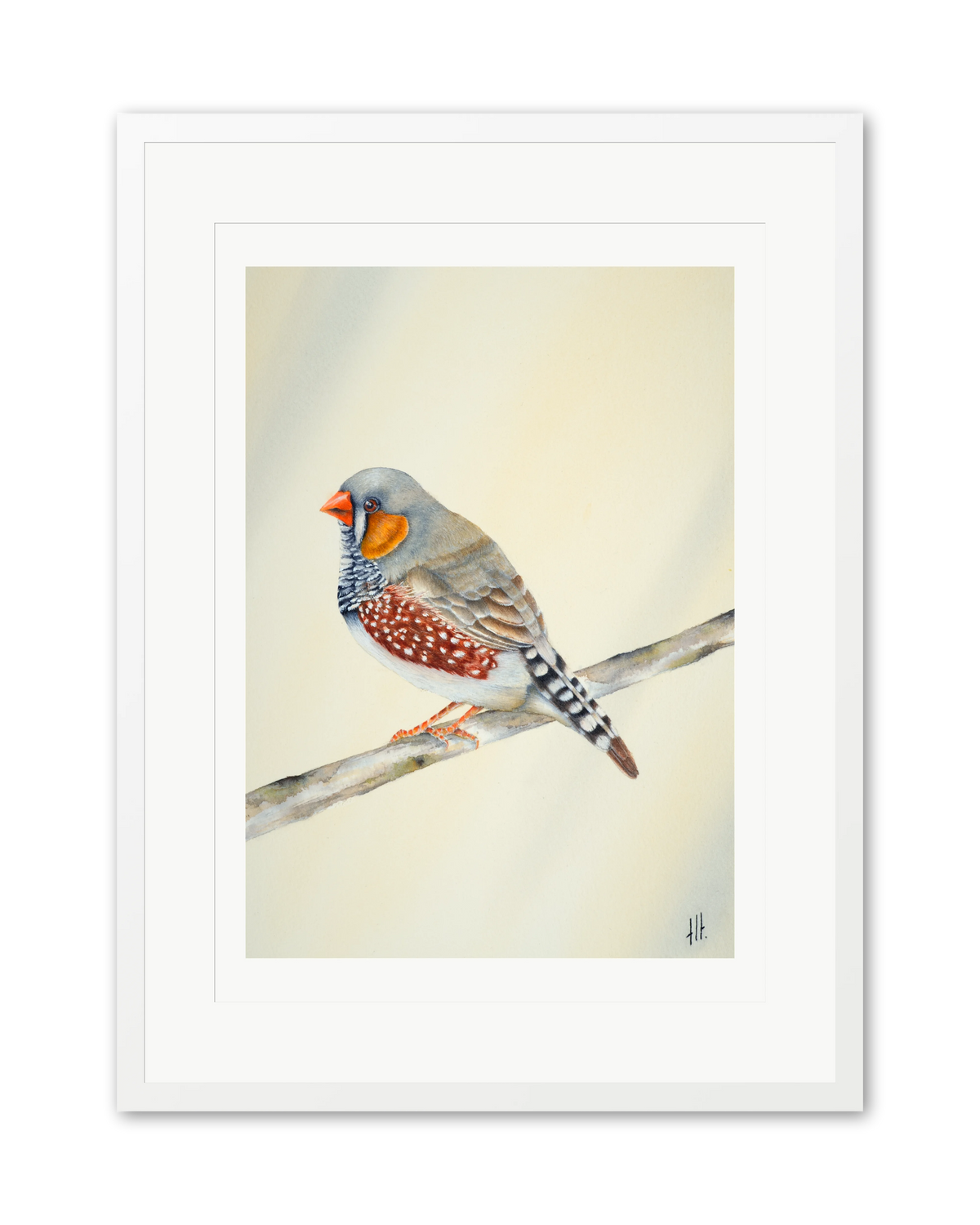 Zebra Finch - Little Soul from the Outback, contemporary watercolour bird by Haidi Hildemore. A limited edition print on Hahnemühle German Etching, window mounted in a white frame.