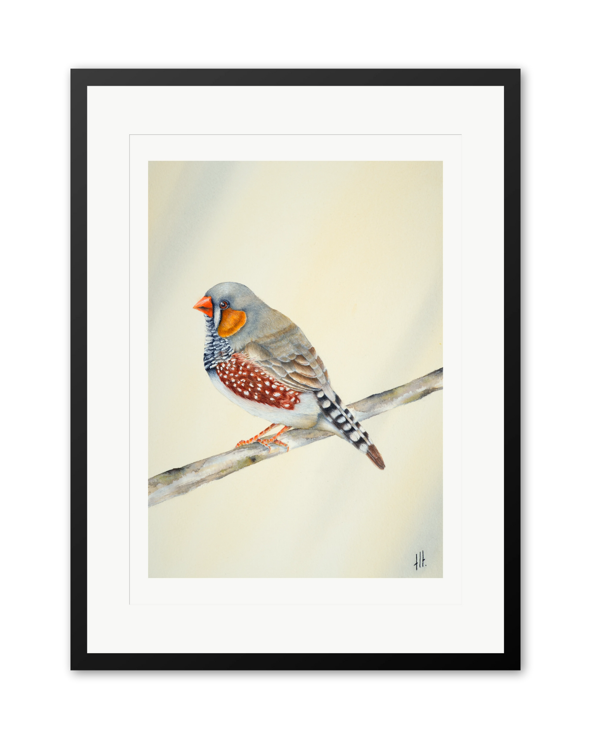 Zebra Finch - Little Soul from the Outback, contemporary watercolour bird by Haidi Hildemore. A limited edition print on Hahnemühle German Etching, window mounted in a black frame.