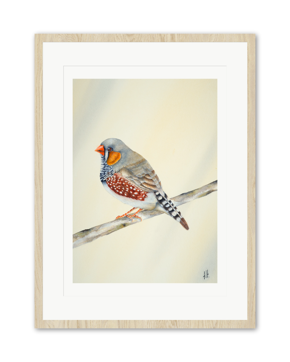 Zebra Finch - Little Soul from the Outback, contemporary watercolour bird by Haidi Hildemore. A limited edition print on Hahnemühle German Etching, window mounted in an oak frame.
